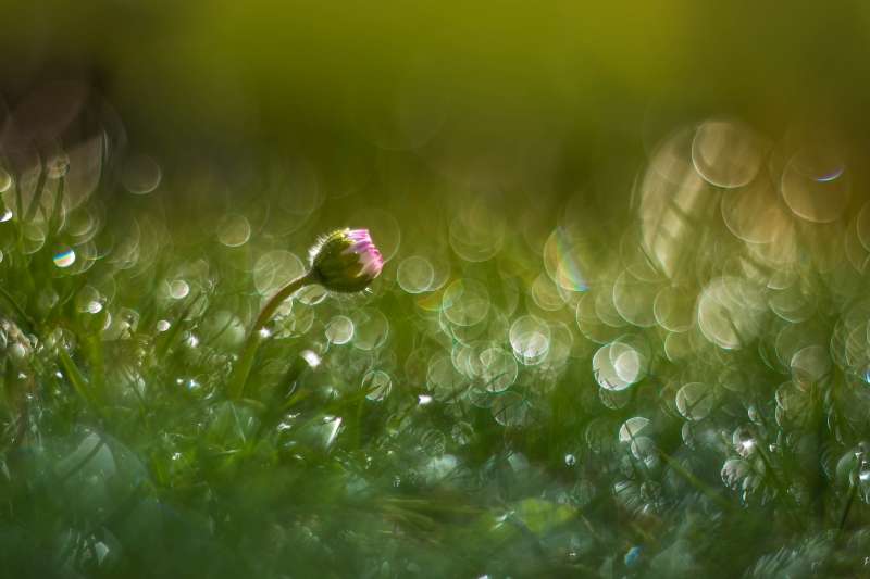 «Gänseblümchen» von Petra Jung